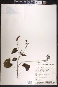 Ipomoea hastigera image