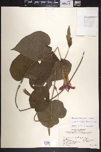 Ipomoea mairetii image