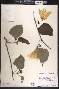 Ipomoea dimorphophylla image