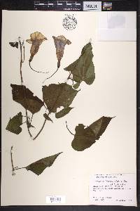 Ipomoea lindenii image