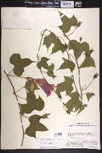 Ipomoea laeta image