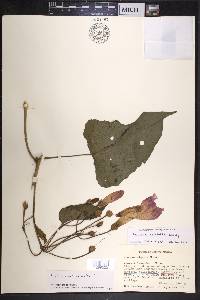 Ipomoea batatoides image