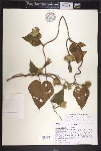 Ipomoea igualensis image