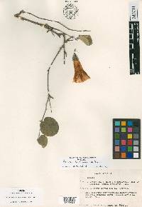 Ipomoea teotitlanica image