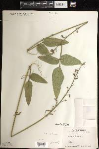 Desmodium illinoense image