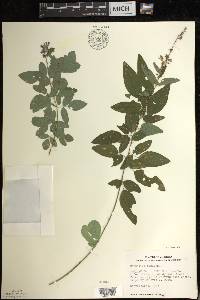 Desmodium canadense image