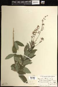 Desmodium canadense image