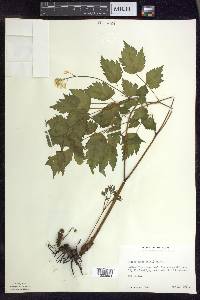 Actaea rubra image