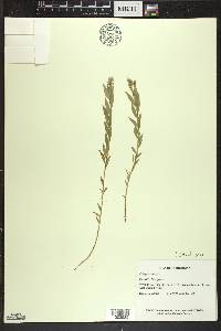 Polygala senega image