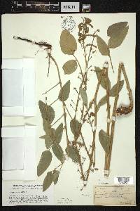 Desmodium illinoense image