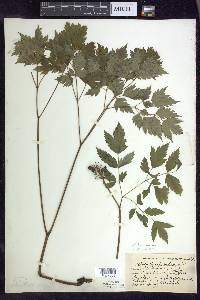 Actaea rubra image