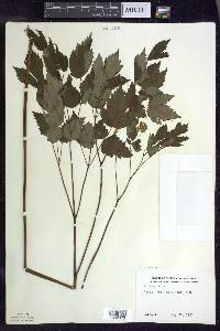 Actaea rubra image