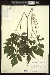 Actaea pachypoda image