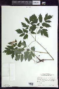 Actaea rubra image