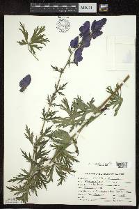 Aconitum napellus image