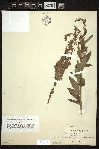 Desmodium canadense image