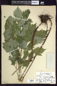 Actaea rubra image