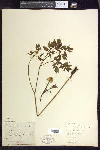 Actaea rubra image