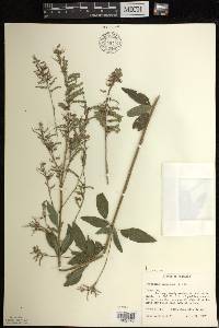 Desmodium canadense image