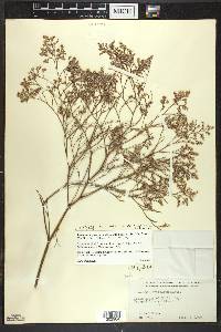 Limonium platyphyllum image