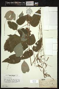 Desmodium cuspidatum image