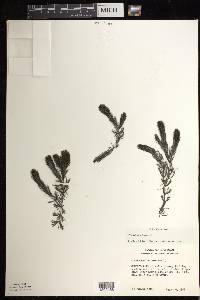 Ceratophyllum demersum image