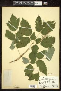 Actaea rubra image