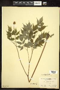 Actaea pachypoda image