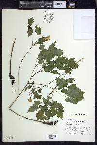 Actaea rubra image