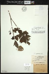 Actaea rubra image