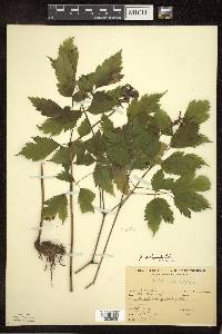 Actaea pachypoda image