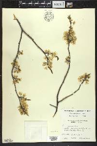 Prunus umbellata image
