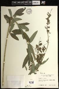 Desmodium canadense image