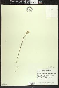 Polygala sanguinea image