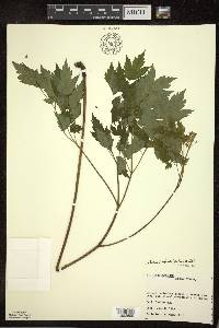 Actaea rubra image