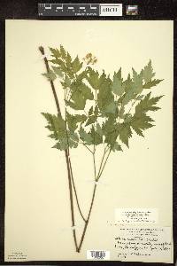 Actaea rubra image