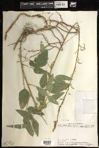 Desmodium illinoense image