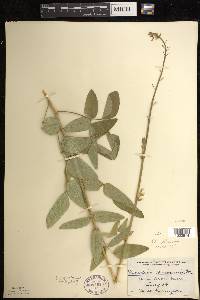 Desmodium illinoense image