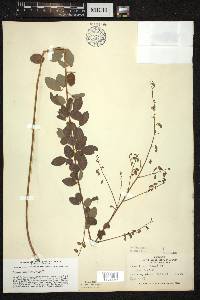 Desmodium ciliare image