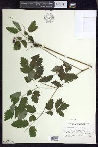 Actaea rubra image