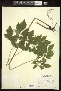 Actaea rubra image