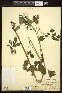 Actaea rubra image