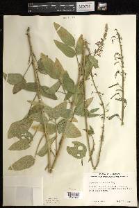 Desmodium illinoense image