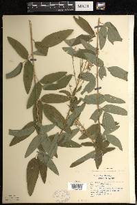 Desmodium canadense image