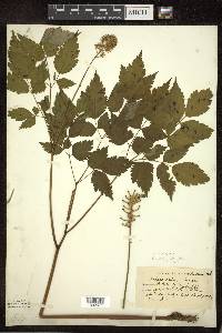 Actaea pachypoda image