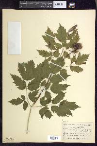 Actaea rubra image