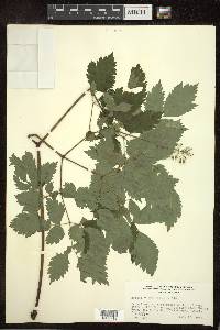 Actaea rubra image