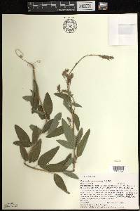 Desmodium canadense image