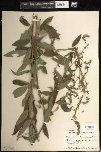 Desmodium canadense image