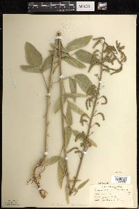 Desmodium illinoense image